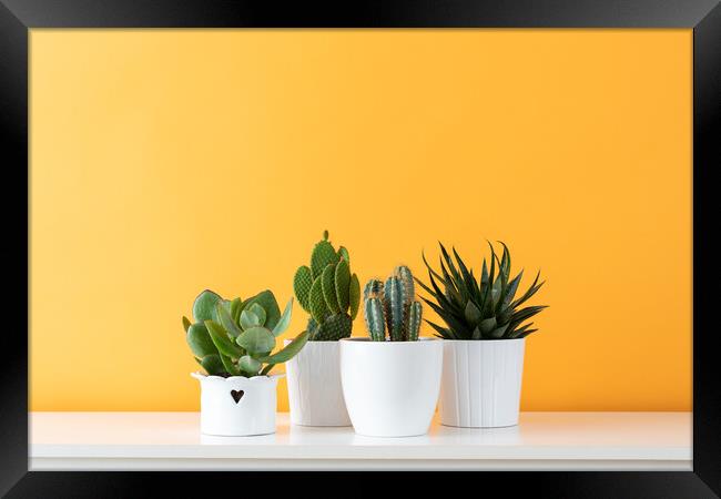 Cactus plants in white flowerpots against yellow c Framed Print by Andrea Obzerova