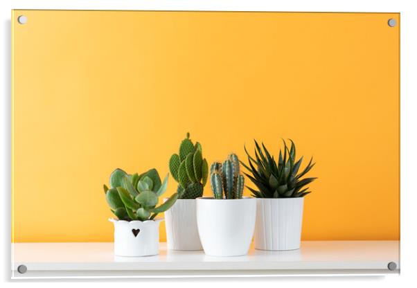 Cactus plants in white flowerpots against yellow c Acrylic by Andrea Obzerova