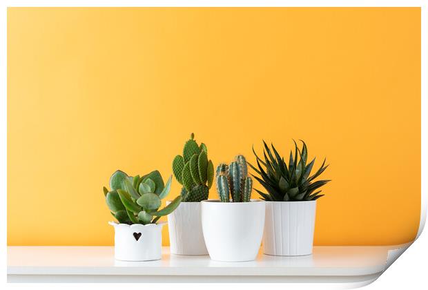 Cactus plants in white flowerpots against yellow c Print by Andrea Obzerova
