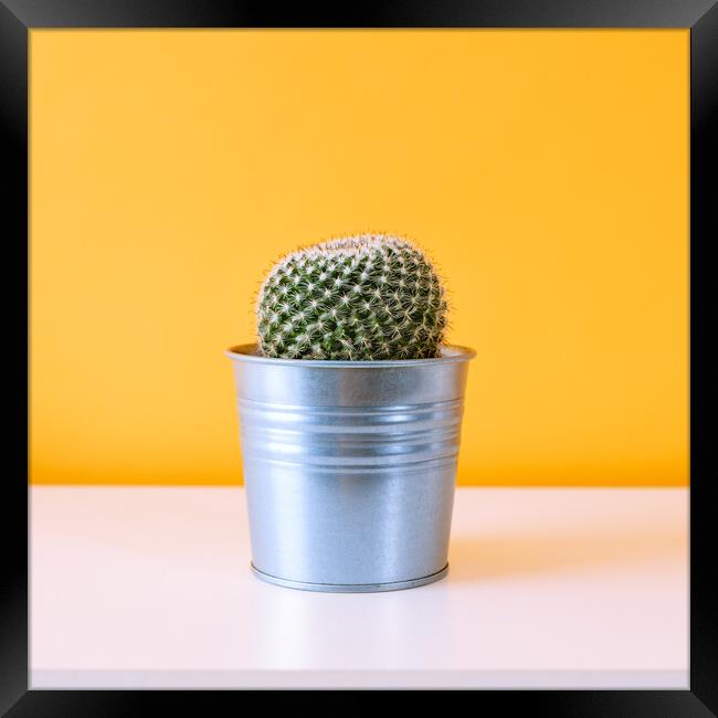 Cactus plant in metal pot against yellow colored w Framed Print by Andrea Obzerova