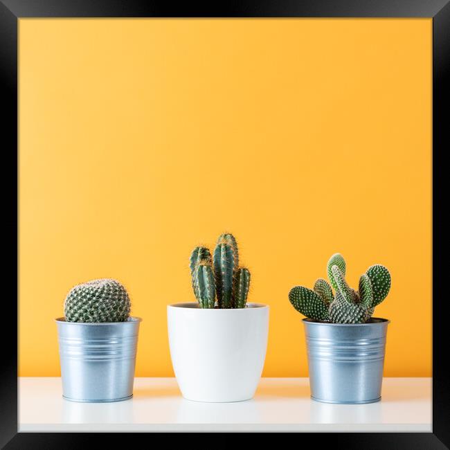 Cactus plants in flowerpots against yellow colored Framed Print by Andrea Obzerova