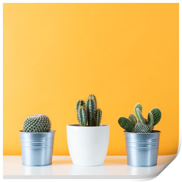 Cactus plants in flowerpots against yellow colored Print by Andrea Obzerova