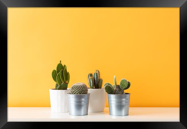 Cactus plants in flowerpots against yellow colored Framed Print by Andrea Obzerova