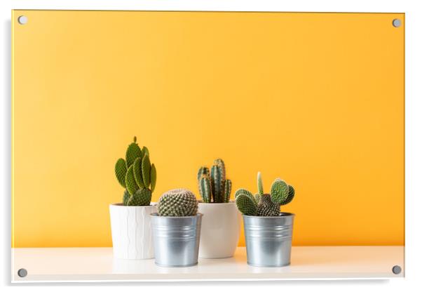 Cactus plants in flowerpots against yellow colored Acrylic by Andrea Obzerova