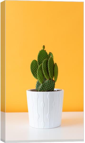 Cactus plant in white flowerpot against yellow col Canvas Print by Andrea Obzerova