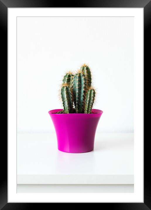 Cactus plant in bright pink flower pot against whi Framed Mounted Print by Andrea Obzerova