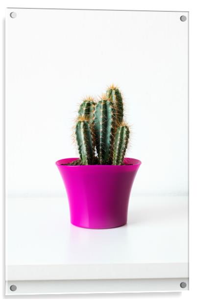 Cactus plant in bright pink flower pot against whi Acrylic by Andrea Obzerova