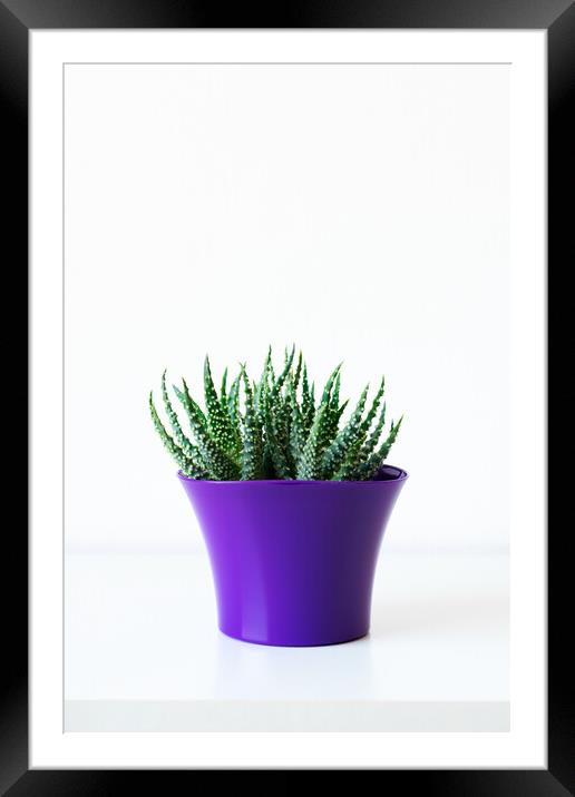 Succulent plant in bright purple flower pot agains Framed Mounted Print by Andrea Obzerova