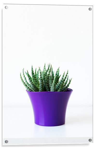 Succulent plant in bright purple flower pot agains Acrylic by Andrea Obzerova
