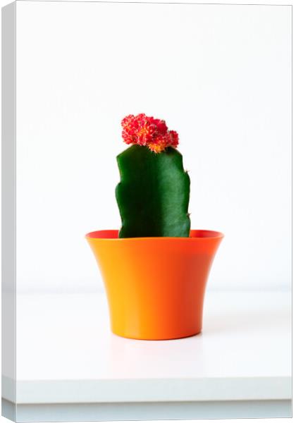 Flowering cactus plant in bright orange flower pot Canvas Print by Andrea Obzerova