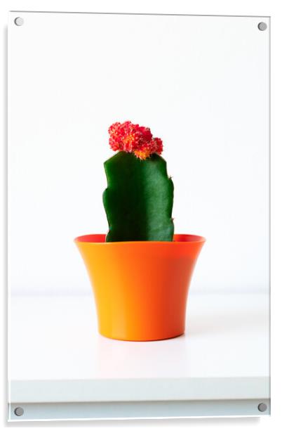 Flowering cactus plant in bright orange flower pot Acrylic by Andrea Obzerova