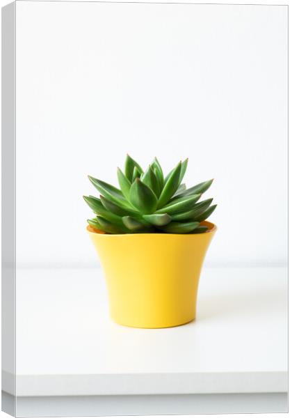 Succulent plant in bright yellow flower pot against white wall. Canvas Print by Andrea Obzerova