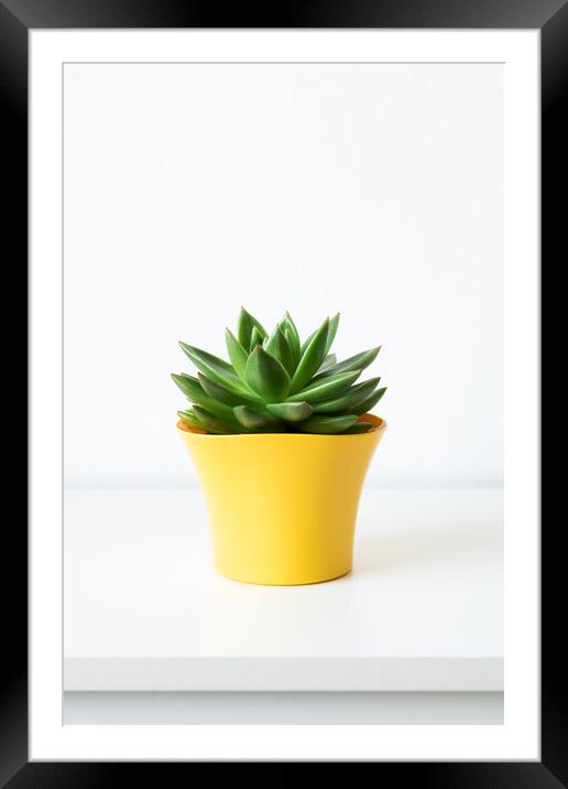 Succulent plant in bright yellow flower pot against white wall. Framed Mounted Print by Andrea Obzerova