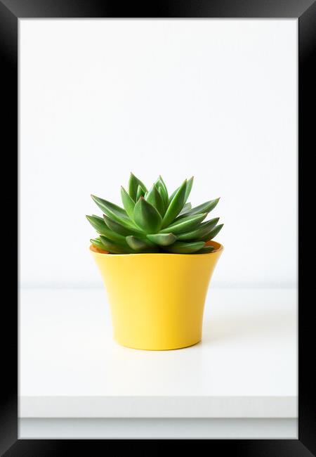 Succulent plant in bright yellow flower pot against white wall. Framed Print by Andrea Obzerova