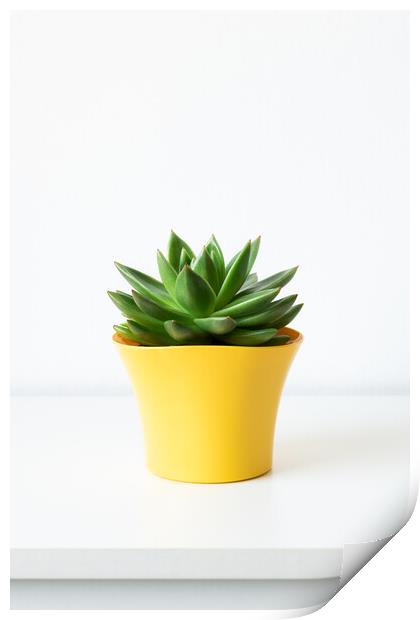 Succulent plant in bright yellow flower pot against white wall. Print by Andrea Obzerova