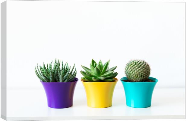Various cactus and succulent plants in bright colorful flower pots. Canvas Print by Andrea Obzerova