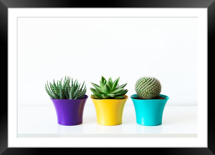 Various cactus and succulent plants in bright colorful flower pots. Framed Mounted Print by Andrea Obzerova