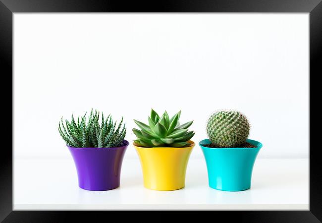 Various cactus and succulent plants in bright colorful flower pots. Framed Print by Andrea Obzerova