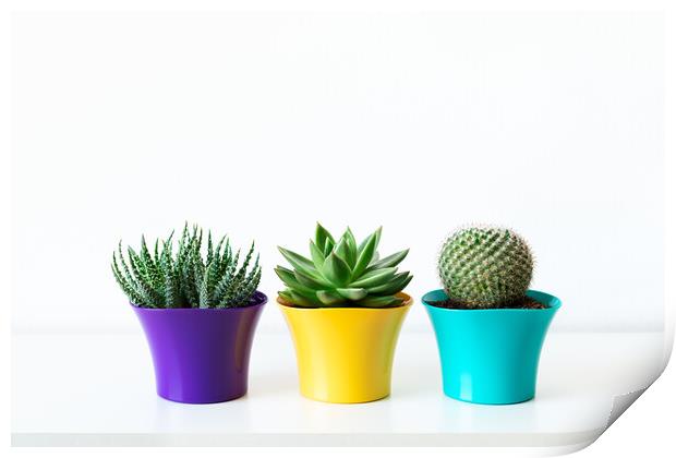 Various cactus and succulent plants in bright colorful flower pots. Print by Andrea Obzerova
