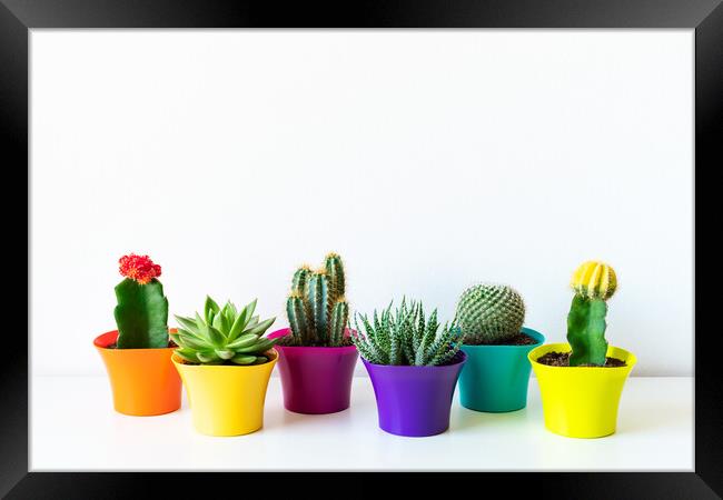 Various flowering cactus and succulent plants in bright colorful flower pots. Framed Print by Andrea Obzerova