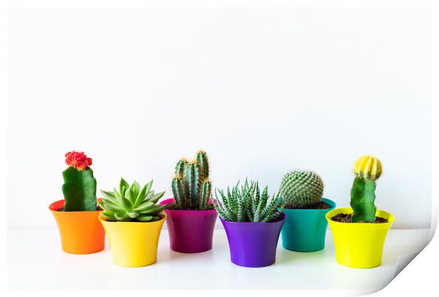 Various flowering cactus and succulent plants in bright colorful flower pots. Print by Andrea Obzerova