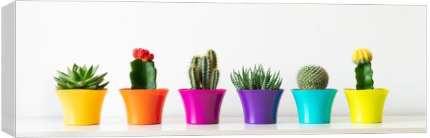 Various flowering cactus and succulent plants in bright colorful flower pots in a row. Canvas Print by Andrea Obzerova