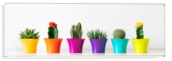 Various flowering cactus and succulent plants in bright colorful flower pots in a row. Acrylic by Andrea Obzerova