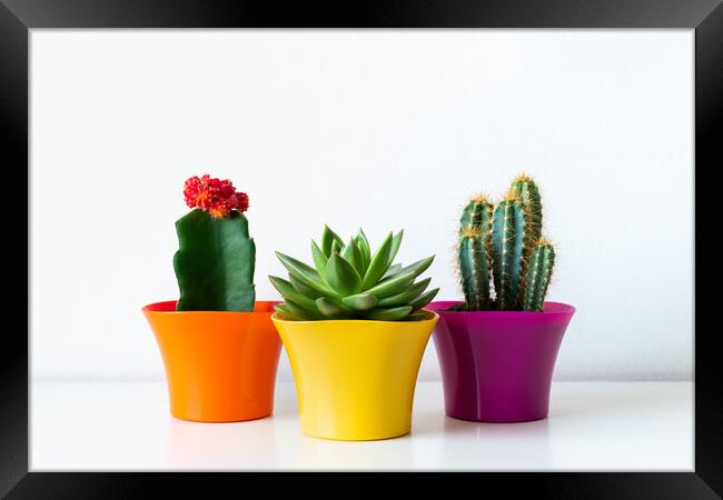 Various flowering cactus and succulent plants in bright colorful flower pots. Framed Print by Andrea Obzerova