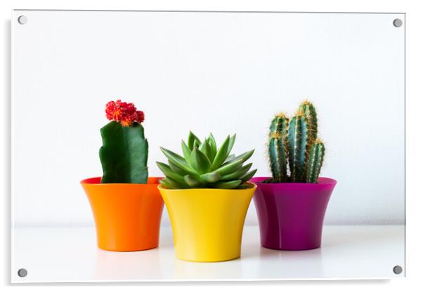 Various flowering cactus and succulent plants in bright colorful flower pots. Acrylic by Andrea Obzerova