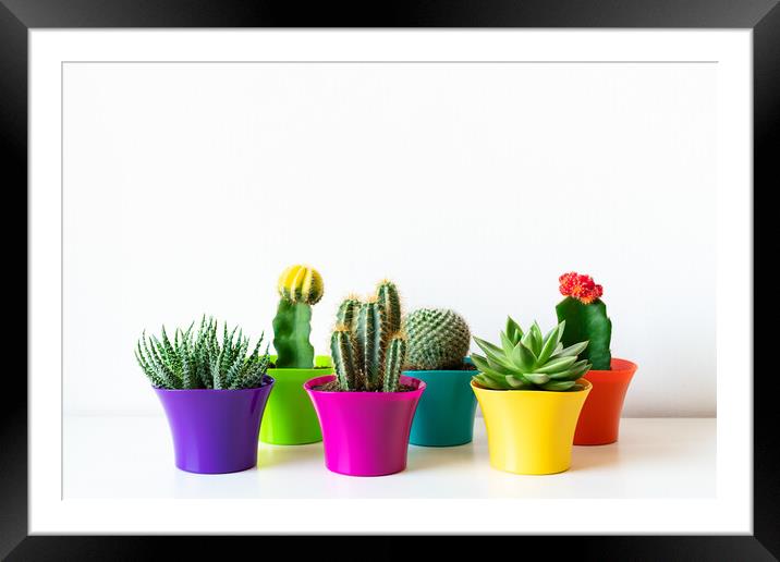 Various flowering cactus and succulent plants in bright colorful flower pots. Framed Mounted Print by Andrea Obzerova