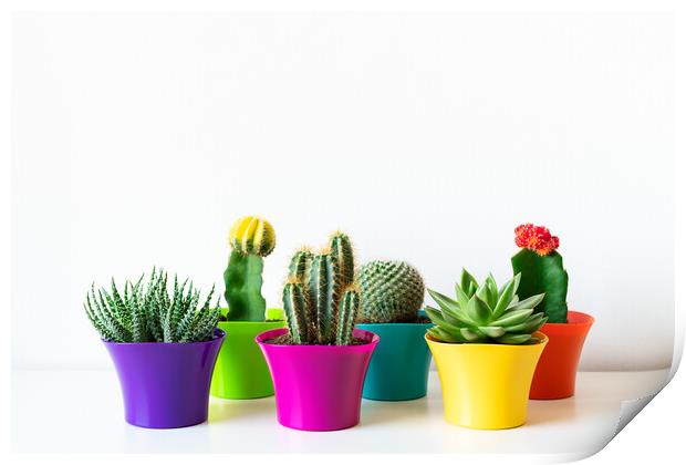 Various flowering cactus and succulent plants in bright colorful flower pots. Print by Andrea Obzerova