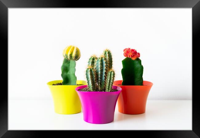 Various flowering cactus plants in bright colorful flower pots against white wall. Framed Print by Andrea Obzerova