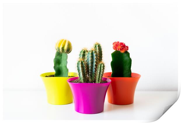 Various flowering cactus plants in bright colorful flower pots against white wall. Print by Andrea Obzerova