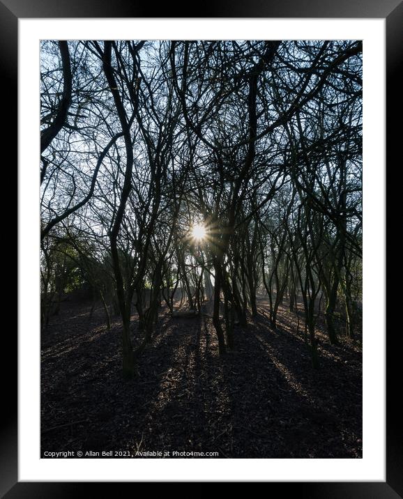 Low Starburst Sun Through Trees Framed Mounted Print by Allan Bell