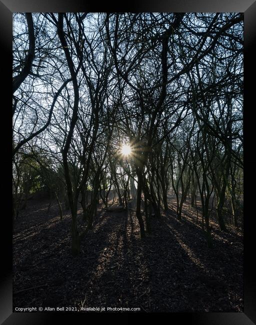 Low Starburst Sun Through Trees Framed Print by Allan Bell