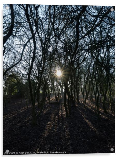 Low Starburst Sun Through Trees Acrylic by Allan Bell