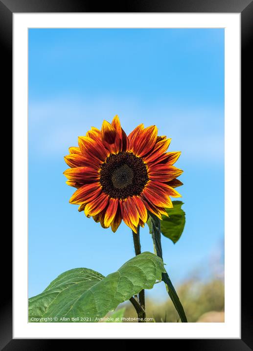 Sunflower Solar Eclipse Framed Mounted Print by Allan Bell