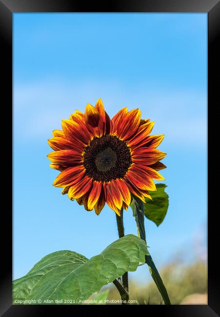 Sunflower Solar Eclipse Framed Print by Allan Bell