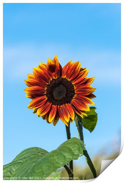 Sunflower Solar Eclipse Print by Allan Bell