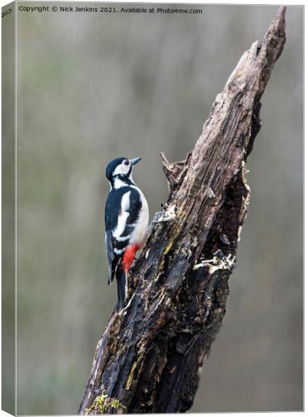 Great Spotted Woodpecker tree trunk (Dendrocopos m Canvas Print by Nick Jenkins