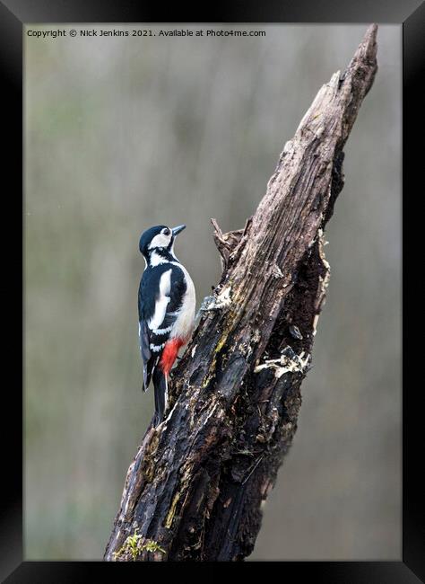 Great Spotted Woodpecker tree trunk (Dendrocopos m Framed Print by Nick Jenkins