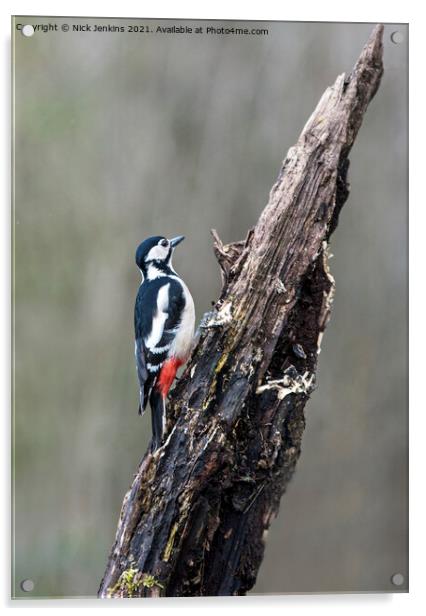 Great Spotted Woodpecker tree trunk (Dendrocopos m Acrylic by Nick Jenkins