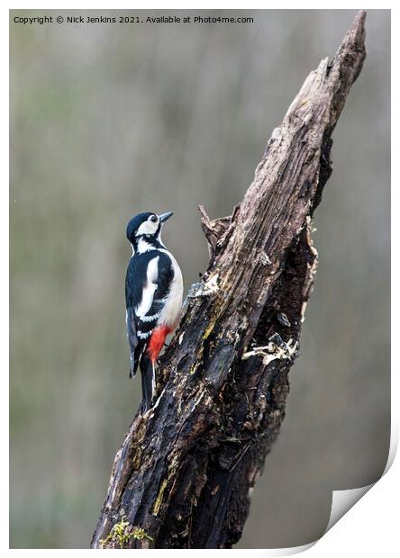 Great Spotted Woodpecker tree trunk (Dendrocopos m Print by Nick Jenkins