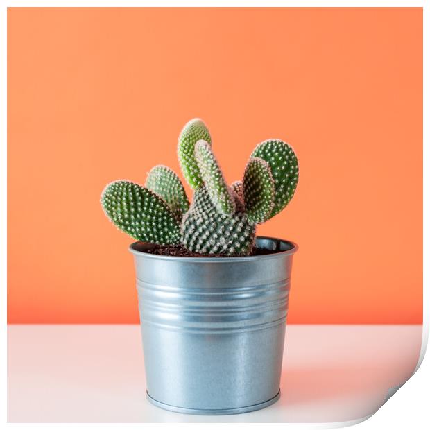 Cactus plant in metal pot against orange colored wall. Print by Andrea Obzerova