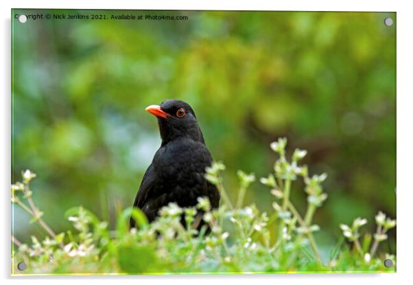 Blackbird on Isles of Scilly (Turdus merula) Acrylic by Nick Jenkins