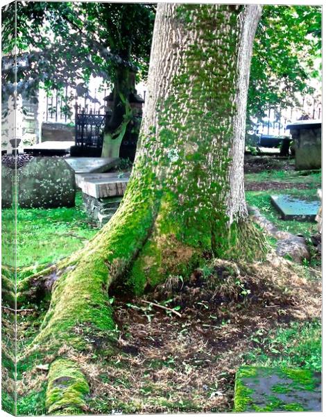 Ancient Tree Canvas Print by Stephanie Moore