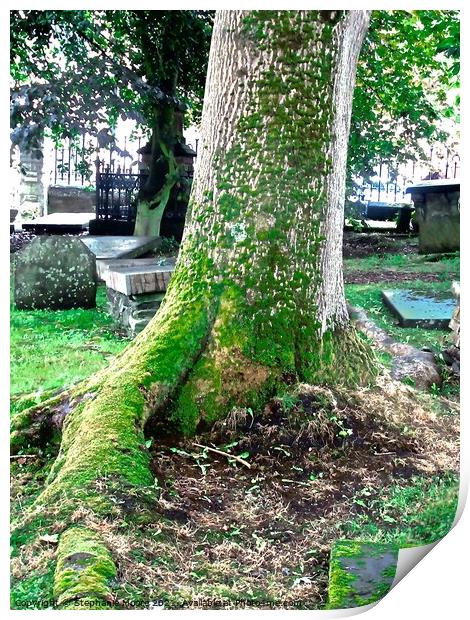 Ancient Tree Print by Stephanie Moore