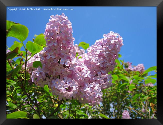 Pastel Spring Dream Framed Print by Nicola Clark