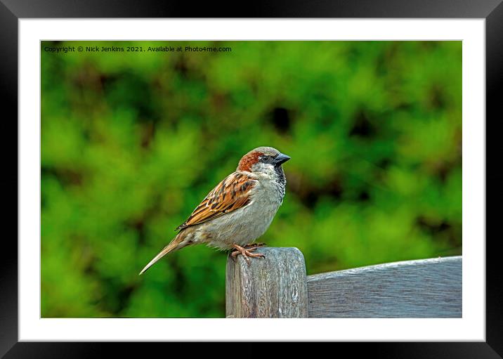 House Sparrow on a Bench (Passer domesticus) Framed Mounted Print by Nick Jenkins
