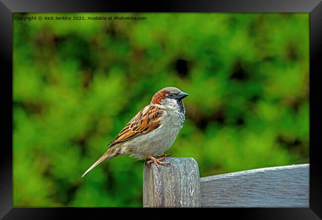 House Sparrow on a Bench (Passer domesticus) Framed Print by Nick Jenkins
